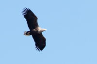 Adler_2018-04-07-15-41-08_Amalienhof